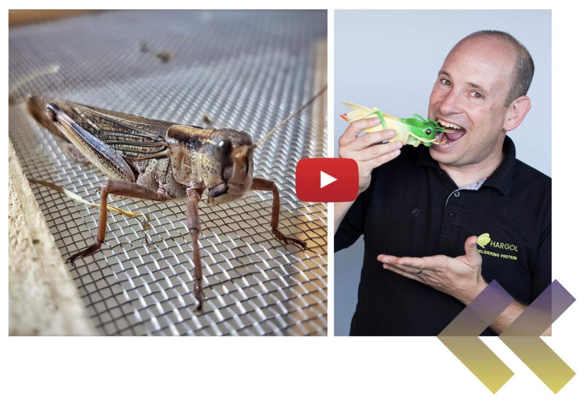 דרור תמיר, מנכ״ל חגבים